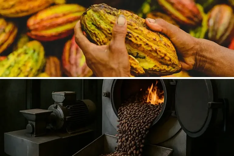 Sun-ripened cacao pod above an industrial roasting drum