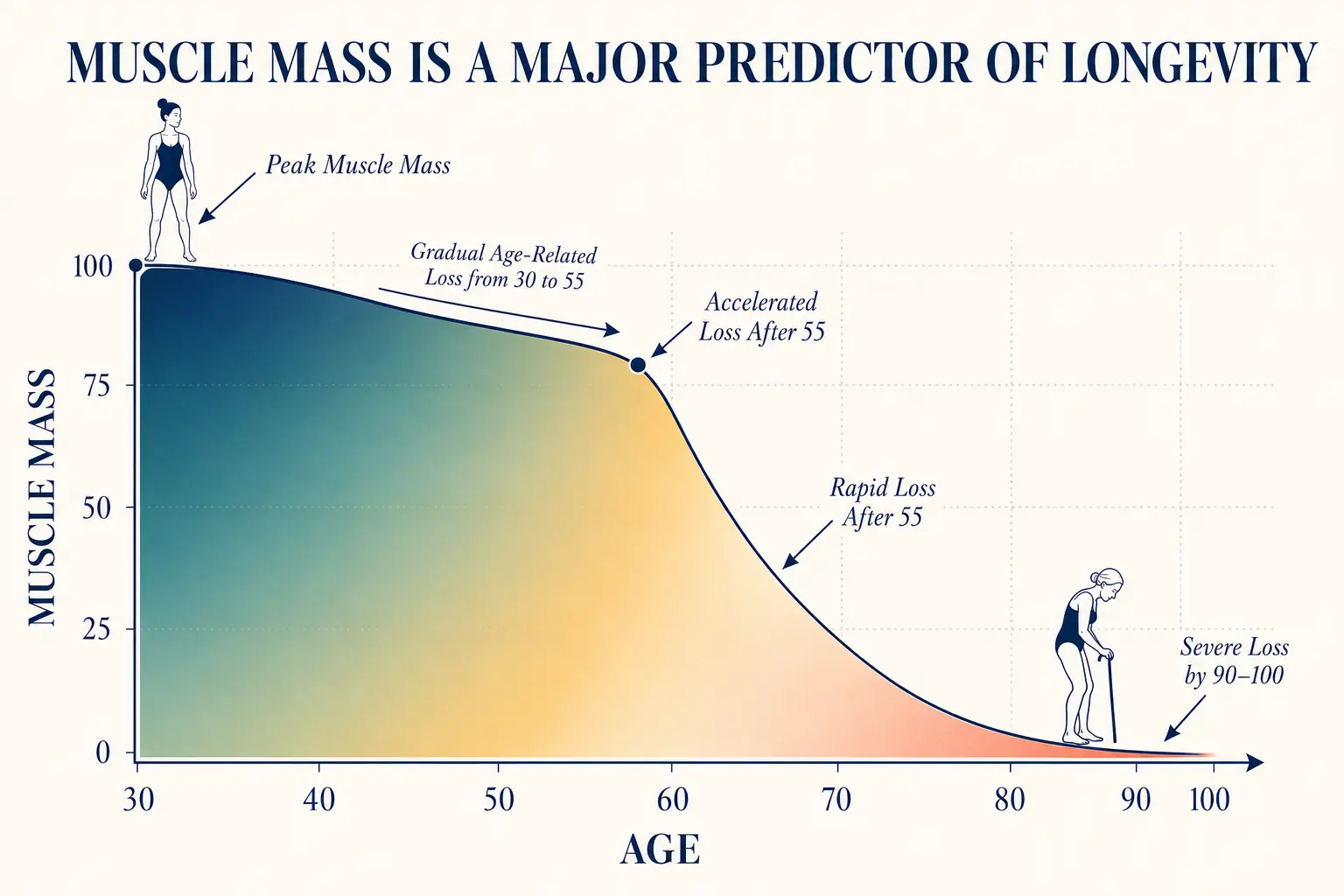 Chart: muscle mass is a major predictor of longevity - gradual loss from 30 to 55, then accelerated loss after 55