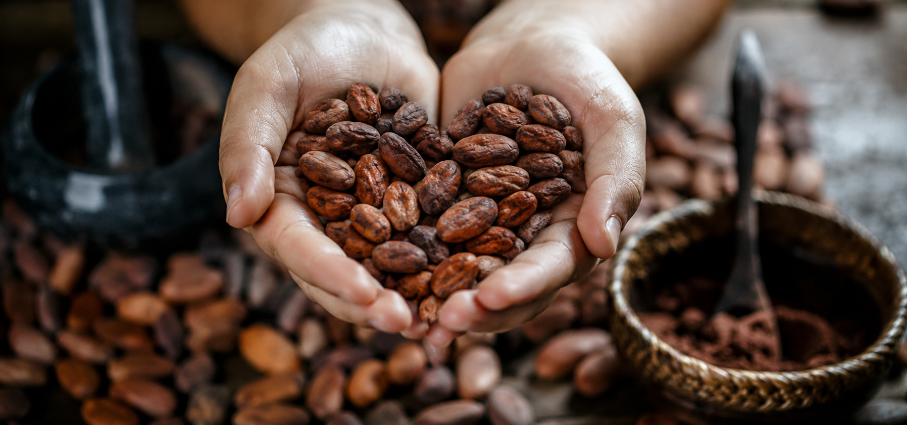 Hands cupping cacao beans arranged in the shape of a heart