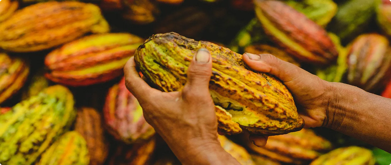 Cacao pods