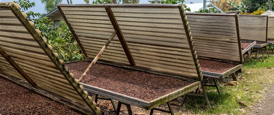 Cacao drying