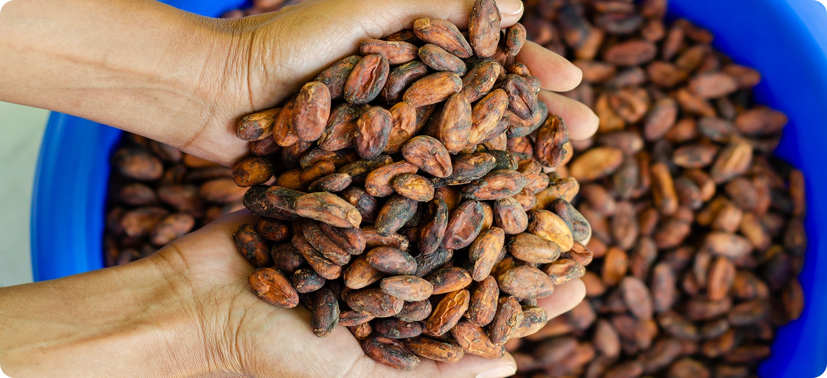 Hands holding cacao beans