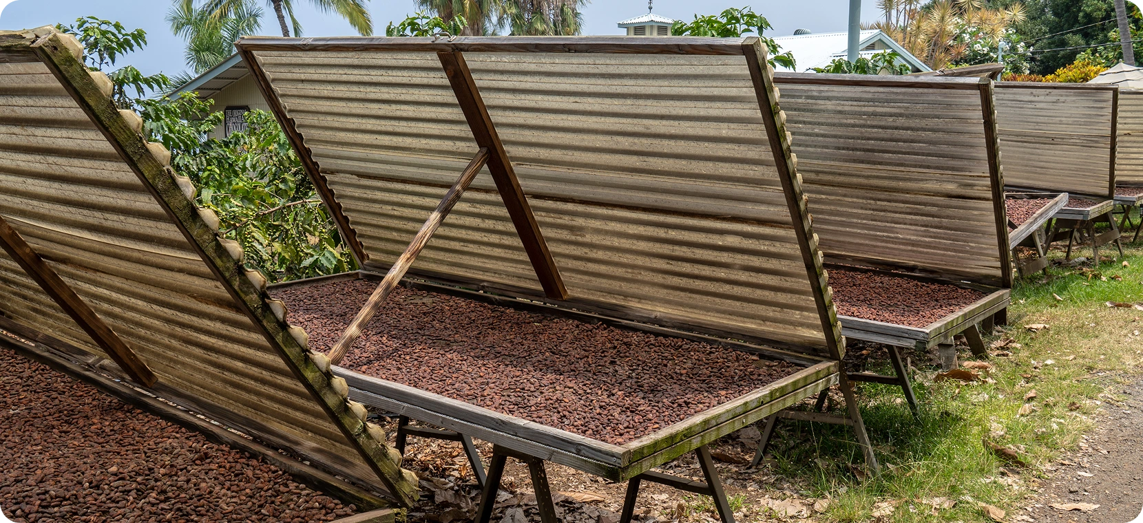 Cacao beans drying in the sun